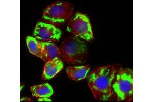 Immunofluorescence analysis of HepG2 cells using SLC2A4 mouse mAb (green).