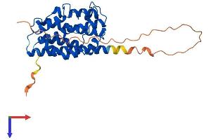 AlphaFold protein structure predicition of Mouse Recombinant Hmox1 Protein, UniprotID P14901