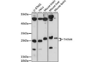 Western blot analysis of extracts of various cell lines, using THEM4 antibody (ABIN7270796) at 1000 dilution. (THEM4 anticorps  (AA 37-150))
