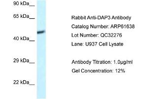 Western Blotting (WB) image for anti-Death-Associated Protein 3 (DAP3) (C-Term) antibody (ABIN2788859) (DAP3 anticorps  (C-Term))