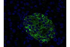 Indirect immunostaining of paraffin embedded mouse pancreas section (dilution 1 : 500; green). (VAMP1, 2, 3 (AA 1-81) anticorps)