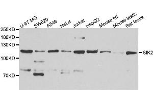 Western blot analysis of extracts of various cell lines, using SIK2 antibody. (SIK2 anticorps  (AA 827-926))