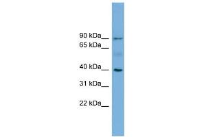 WB Suggested Anti-HFE Antibody Titration:  0.