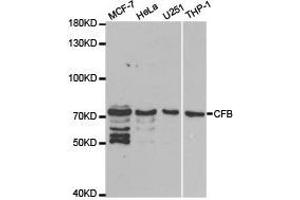 Western Blotting (WB) image for anti-Complement Factor B (CFB) antibody (ABIN1871801) (Complement Factor B anticorps)