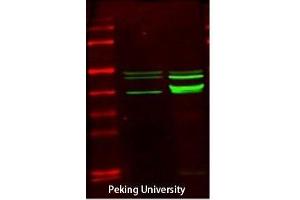 Western Blot (WB) analysis: Please contact us for more details.