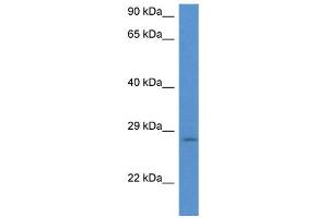 WB Suggested Anti-EIF6 AntibodyTitration: 1.
