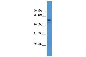 ADSL antibody used at 0. (Adenylosuccinate Lyase anticorps  (Middle Region))