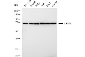 Western blotting analysis using CPSF3 antibody (ABIN7798096).