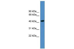 WB Suggested Anti-SERPINB13 Antibody Titration: 0. (SERPINB13 anticorps  (Middle Region))