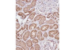 Immunohistochemical analysis of A on paraffin-embedded Human kidney tissue. (FBXL5 anticorps  (N-Term))