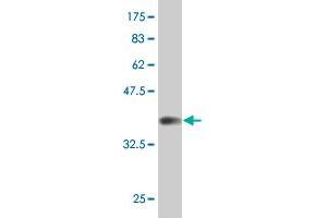 Western Blot detection against Immunogen (37. (KLF11 anticorps  (AA 404-512))
