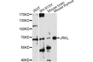 Western blot analysis of extracts of various cell lines, using JRKL antibody (ABIN6293098) at 1:1000 dilution. (JRKL anticorps)
