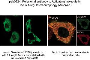 Image no. 1 for anti-Autophagy/beclin-1 Regulator 1 (AMBRA1) (N-Term) antibody (ABIN347117) (AMBRA1 anticorps  (N-Term))