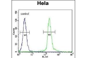 UNK Antibody (N-term) (ABIN655034 and ABIN2844666) flow cytometric analysis of Hela cells (right histogram) compared to a negative control cell (left histogram). (UNK anticorps  (N-Term))
