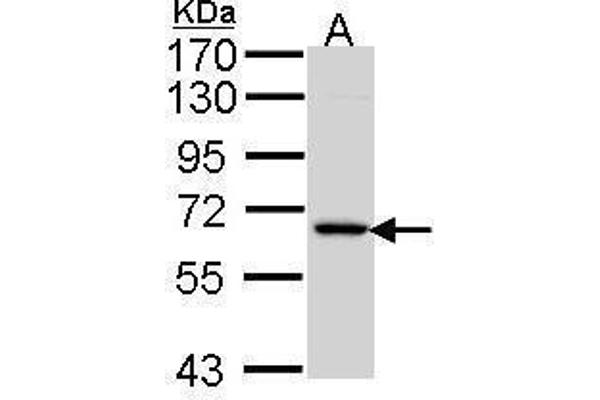 MINPP1 antibody
