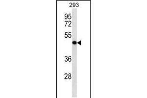 Western blot analysis in 293 cell line lysates (35ug/lane). (KLRG2 anticorps  (N-Term))