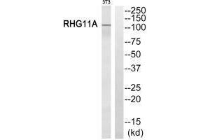 Western blot analysis of extracts from NIH/3T3 cells, using RHG11A antibody. (ARHGAP11A anticorps)