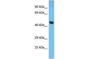 Western Blotting (WB) image for anti-XK, Kell Blood Group Complex Subunit-Related Family, Member 8 (XKR8) (C-Term) antibody (ABIN2791991) (XKR8 anticorps  (C-Term))