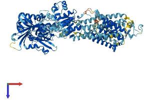 AlphaFold protein structure predicition of Human Recombinant ATP2A2 Protein, UniprotID P16615