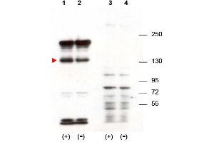 Image no. 1 for anti-Signal-Induced Proliferation-Associated 1 (SIPA1) (N-Term) antibody (ABIN401404) (SIPA1 anticorps  (N-Term))