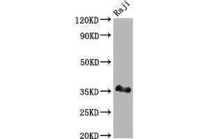 Western Blot Positive WB detected in: Raji whole cell lysate All lanes: BOB1 antibody at 1:2000 Secondary Goat polyclonal to rabbit IgG at 1/50000 dilution Predicted band size: 28 kDa Observed band size: 35 kDa (Recombinant POU2AF1 anticorps)
