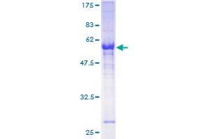 Image no. 1 for Zinc Finger Protein 215 (ZNF215) (AA 1-304) protein (GST tag) (ABIN1325985)
