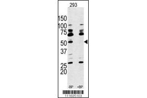 Western Blot in 293 cell line lysate. (RPS6KB1 anticorps  (AA 277-306))