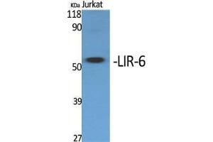 Western Blot (WB) analysis of specific cells using LIR-6 Polyclonal Antibody. (LILRA1 anticorps  (Internal Region))