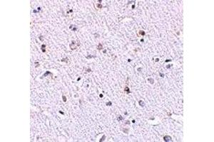 Immunohistochemistry (IHC) image for anti-Nanos Homolog 1 (NANOS1) (N-Term) antibody (ABIN1031474) (Nanos Homolog 1 anticorps  (N-Term))