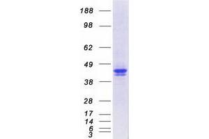 Validation with Western Blot