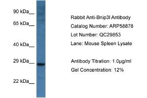 Western Blotting (WB) image for anti-BCL2/adenovirus E1B 19kDa Interacting Protein 3-Like (BNIP3L) (Middle Region) antibody (ABIN2787863) (BNIP3L/NIX anticorps  (Middle Region))
