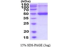 SDS-PAGE (SDS) image for serpin Peptidase Inhibitor, Clade A (Alpha-1 Antiproteinase, Antitrypsin), Member 9 (SERPINA9) (AA 26-418) protein (His tag) (ABIN6387915)