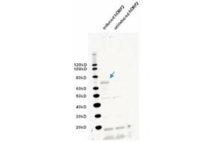 Western blot using  IgY fraction of anti-L1/ORF2 antibody shows detection of induced bacterially expressed human ORF2 (left lane). (L1/ORF2 (Internal Region) anticorps)
