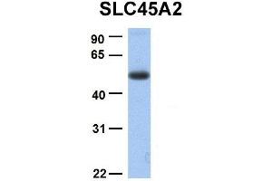 Host:  Rabbit  Target Name:  SLC45A2  Sample Type:  Human Fetal Lung  Antibody Dilution:  1.