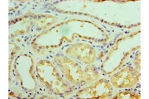 Immunohistochemistry of paraffin-embedded human kidney tissue using ABIN7174611 at dilution of 1:100 (GALE anticorps  (AA 1-348))
