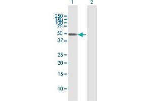 Western Blot analysis of SEPT10 expression in transfected 293T cell line by SEPT10 MaxPab polyclonal antibody. (Septin 10 anticorps  (AA 1-454))