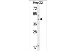 FAH Antibody (N-term) (ABIN655906 and ABIN2845306) western blot analysis in HepG2 cell line lysates (35 μg/lane). (FAH anticorps  (N-Term))