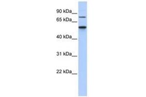 Image no. 1 for anti-Casein Kinase 1, gamma 1 (CSNK1G1) (AA 301-350) antibody (ABIN6740507) (CSNK1G1 anticorps  (AA 301-350))