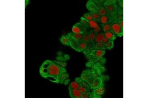 Immunofluorescence Analysis of MeOH-fixed MCF-7 cells. (Cytokeratin 19 anticorps)