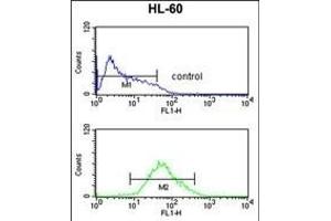ADCY8 Antibody (Center) (ABIN652804 and ABIN2842527) flow cytometric analysis of HL-60 cells (bottom histogram) compared to a negative control cell (top histogram).