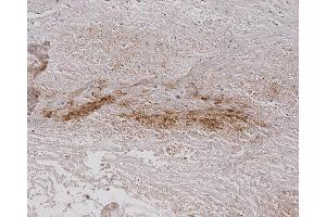 anti-Alginate antibody (Biotin)