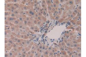 Used in DAB staining on fromalin fixed paraffin- embedded liver tissue (Olfactomedin 4 anticorps  (AA 407-510))