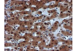 Image no. 1 for anti-Proteasome Subunit alpha 6 (PSMA6) antibody (ABIN1500464)