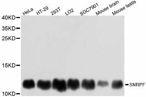 Western blot analysis of extracts of various cell lines, using SNRPF antibody. (SNRPF anticorps)