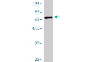 Western Blot detection against Immunogen (55.