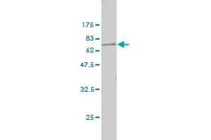 Western Blot detection against Immunogen (64.