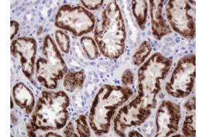 Immunohistochemistry (IHC) image for anti-Amylase, alpha 2B (Pancreatic) (AMY2B) antibody (ABIN2715975) (AMY2B anticorps)
