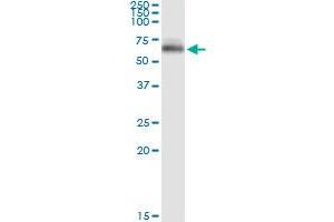 Immunoprecipitation of OCLN transfected lysate using anti-OCLN MaxPab rabbit polyclonal antibody and Protein A Magnetic Bead , and immunoblotted with OCLN purified MaxPab mouse polyclonal antibody (B01P) . (Occludin anticorps  (AA 1-522))