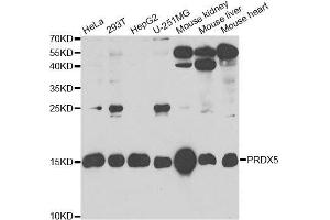 Western blot analysis of extracts of various cell lines, using PRDX5 antibody. (Peroxiredoxin 5 anticorps  (AA 53-214))