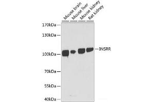 Western blot analysis of extracts of various cell lines using INSRR Polyclonal Antibody at dilution of 1:1000. (INSRR anticorps)